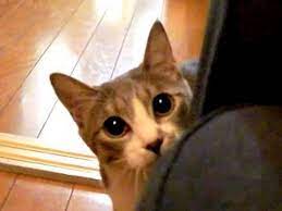 Funny Stalking Cat Ninja Cats Crazy Cats Cats