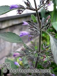 Image result for Dichaetanthera corymbosa