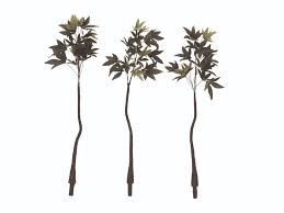 Image result for pachira obrázek