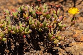 Image result for Hereroa