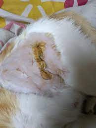 Is This Wound Infected My Cat Had A Cesarian I Want To Know If The Stitch Is Infected Please Advise Me Further Petcoach