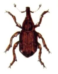 Image result for Plinthus