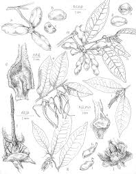 Image result for Pancovia holtzii