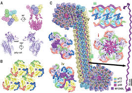 In africa and experimentally produced avirulent strains of african swine fever virus (asfv), preventing death in pigs inoculated with its virulent however, later it was reported that the observed differences were not related to the antigenic structure of the virus but caused by changes in the. Architecture Of African Swine Fever Virus And Implications For Viral Assembly Science