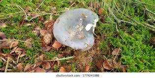 Image result for Russula polyphylla