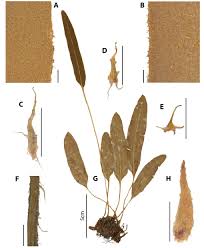 Image result for Elaphoglossum lancifolium