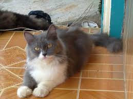 Bagi kamu yang berminat memelihara kucing jenis ini, cari tahu yuk berapa kisaran harganya dan bagaimana perawatannya agar tetap sehat. Gambar Kucing Anggora Abu Abu