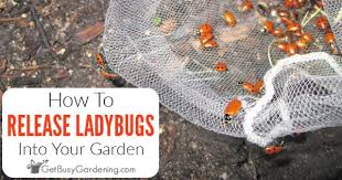 How to keep ladybugs in your garden after release there's no guarantee that the ladybugs will stay in your yard after you release them, but there are a few things you can do to encourage them to stick around. How To Release Ladybugs Into Your Garden Get Busy Gardening