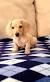 Miniature Dachshund Irish Cream Mini Dachshund