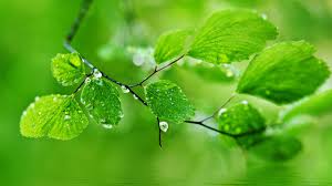 Check spelling or type a new query. 1080p Hd Image Nature Pixelstalk Net