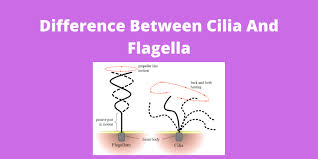 What is the function of flagella. Difference Between Cilia And Flagella And Its Types
