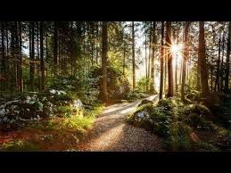 musique relaxante avec sons de la nature musique de foret musique de sommeil meditation youtube relaxing music nature sounds meditation music
