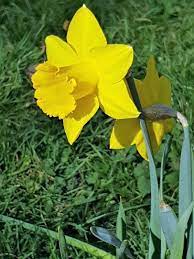 Fiori gialli piccoli perenni a fiore giallo. Narciso Trombone Narcissus Pseudonarcissus Curiosita Coltivazione