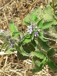 Image result for Mesosphaerum suaveolens