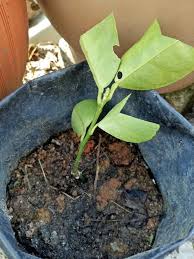 Berikut adalah pokok yg boleh ditanam dalam pasu: Menyemai Limau Nipis Ni Cara Paling Simple Mak Mak Perlu Buat Kalau Nak Start Bercucuk Tanam Di Laman Rumah Keluarga
