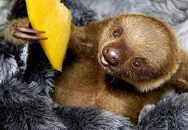 Aiunau Foundation Hungeree Amazing Animal Pictures Animals Cute Sloth Pictures