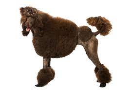 Available puppies standard poodle puppies newfiepoo puppies borderdoodle puppies past puppies poodles labradoodles news contact. Standard Poodle Facts And Information Petcoach