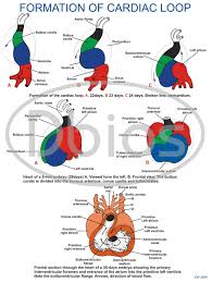 Embryology Charts For Classes Not Masses