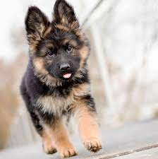 Free German Shepherd Puppies For Adoption Home Facebook