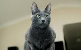 View this post on instagram. Russian Blue Cats Burke S Backyard