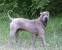 Chow Chow Shar Pei