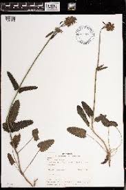 Image result for Stachys aculeolata