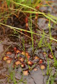 Image result for Drosera burkeana