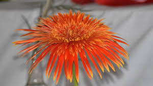 Maybe you would like to learn more about one of these? Mackay Show Results The 2021 Horticulture Winners Daily Mercury