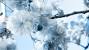 Winter Birds Wallpaper