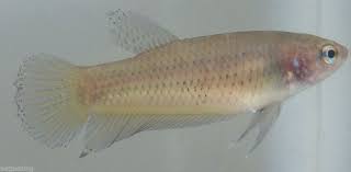 On Sale Wild Betta Young Female Mahachai Mix Color Live Aquarium Fish Betta Color Mixing