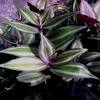 Plantas para tratar la diabetes. 1