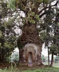 Comme Dans Un Conte De Fee Maison Dans Les Arbres Maisons Insolites Cabane Dans Les Arbres