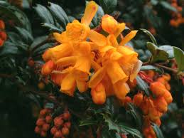 Image result for Berberis darwinii