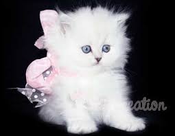 We did not find results for: Chinchilla Doll Faced Persians Kittens Available Silver Persian Kittens For Sale Baby Cats Pretty Cats Puppies And Kitties