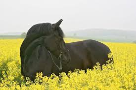 images?q=tbn:ANd9GcT6wknJ_BqApzCek85sKk_