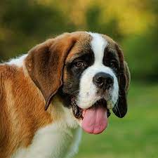 How much does a saint bernard cost. Saint Bernard Pdsa