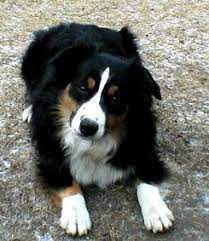 Birchview Kennel Miniature American Shepherd American Shepherd Australian Shepherd