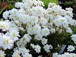 Image result for Galiniera saxifraga