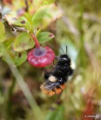 Image result for Bombus monticola