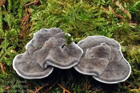 Image result for Phellodon niger