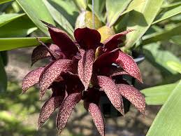 Image result for Bulbophyllum prorepens