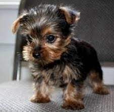 Cheap Teacup Yorkie Puppies For Sale Cute Puppies Teacup Yorkie Puppy Yorkie Puppy Yorkshire Terrier Puppies