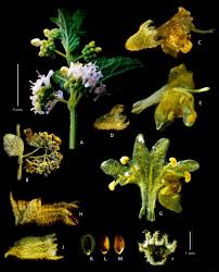 Image result for Mesosphaerum pectinatum