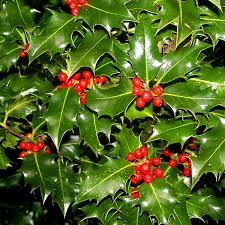 Small white flowers in late spring and early summer followed by long lasting shiny red berries. Ilex Aquifolium Holly Plants British Hardwood Tree Nursery