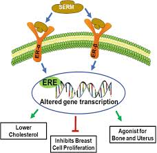 Image result for Selective Estrogen Receptor Modulator