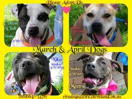 Find and adopt a pet on petfinder today. Cleveland Ohio Here Are Two Boys And Two Girls Cotton Club Has Been Waiting Since March Carmenere Niko Meetra Have Been Dogs Clever Animals Dog Adoption