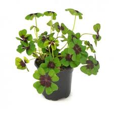 Image result for Oxalis tetraphylla