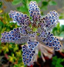 Kalanchoe Tubiflora Beautifull Flowers Plants Unusual Plants Blooming Plants