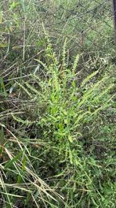 Image result for Basilicum polystachyon