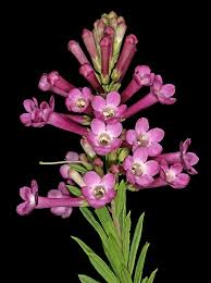 Image result for Freylinia